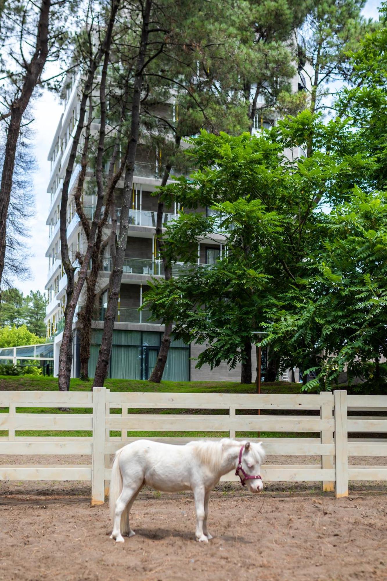 Magnika Resort Shekhvetili Exterior photo